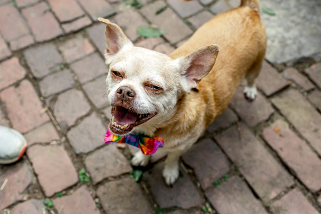 Dog in a bow tie for a backyard wedding ceremony