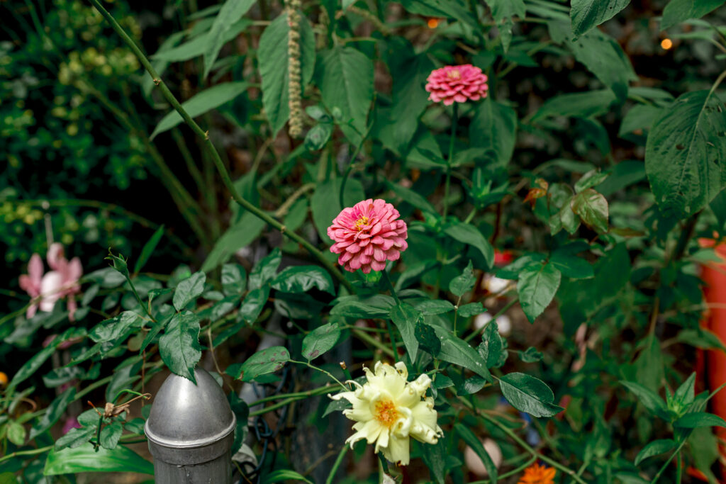 Bright zinnias for a backyard elopement by Philadelphia wedding photographer Vay Photo